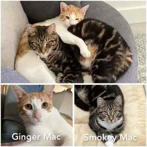 7893/2: Ginger-Mac/Smokey-Mac - CATS for ADOPTION - Vet Work Included