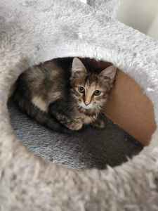 Fairyfloss rescue kitten SC1411 vetwork included
