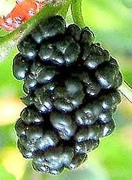 Gumtree mulberry best sale