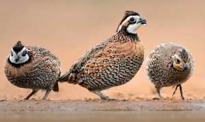 Bobwhite quails young pairs