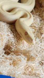Beautiful albino olive python for sale