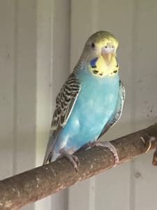 Give away , Young budgie