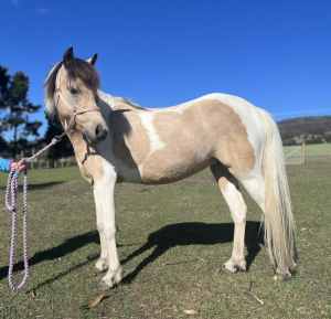 12H Registered Australian Riding Pony