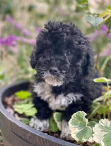 😍 TOY POODLE X BISHON FRISE 😍 pups ready now 🥰🥰