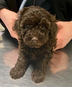 Rare Chocolate Toy Cavoodles - last little girl 🐾