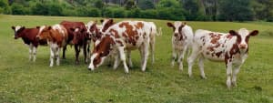 Ayrshire dairy shorthand cross heifers