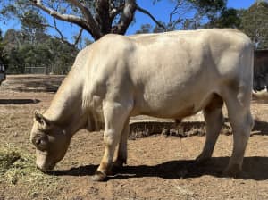 Murray Grey bull - 15 months