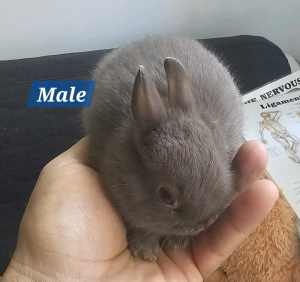 Pure netherland dwarf bunnies (females sold) 