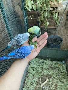 Budgies for sale inc. Texas Clerarbody