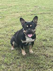 2 year old adult French bulldog female