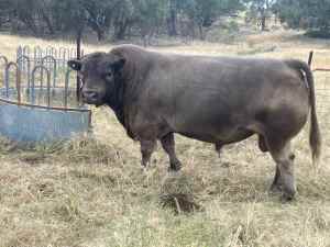 Registered Square Meater Bull