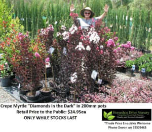 Crepe Myrtle Vibrant Colours Plants Diamonds in the Dark Mudgeeraba Gold Coast South Preview