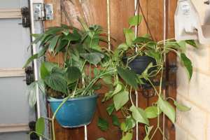Dragons Tail Devils Ivy Pothos Hanging Baskets Tropical Area