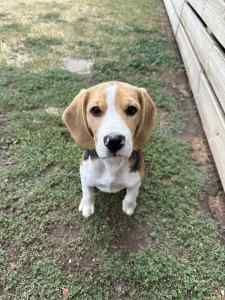 Male Beagle Puppy
