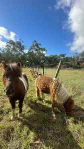Selling Ponies, Alpacas and Australian miniature goats!! (urgent) 