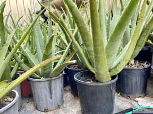 Organic Large Aloe Vera Plants Very Healthy , price : $10 , $20