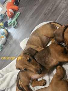 2 Mini dachshund female puppys for sale