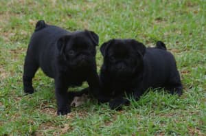Purebred Pedigree Pug Puppies from Registered Reputable ANKC Breeder