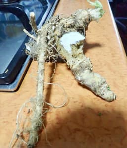 Fresh Horseradish root, can eat or plant