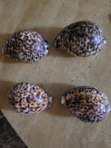 Vintage Tiger spotted Cowrie Seashells 