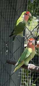 PeachfaceLovebirds bonded pairs