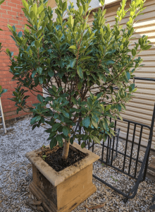 Standard Ficus in concrete pot 1 of 3