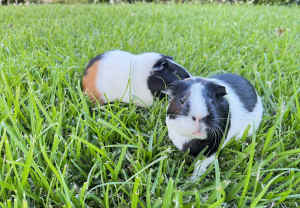 2 lovely Guinea Pigs and their Cage and accessories, food and bedding