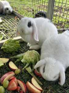 Two Dwarf Lop bunnies free to good home