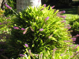 BROMELIADS CUTTINGS (EASY TO GROW) $2 EACH. GREAT GROUND COVER