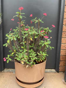 Crown of thorns plant in pot: $25