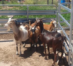 Young Rangeland goats