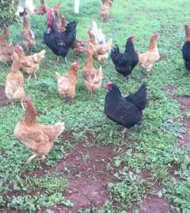 Farm fresh chicken eggs free range 1 doz