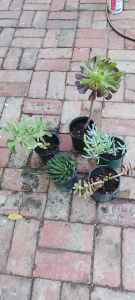 Pot plants established succulents x 5 