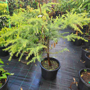 Cedrus Himalayan Golden Cedar Tree in 330mm pot