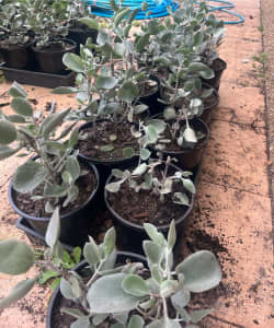 Kalanchoe Silver Spoons Plants x 10