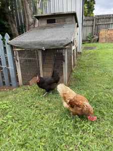 Egg laying hens 20 Month old. 