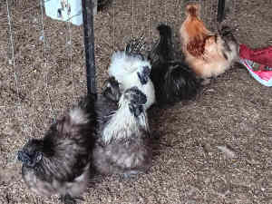 FREE 5 x Silkie Roosters