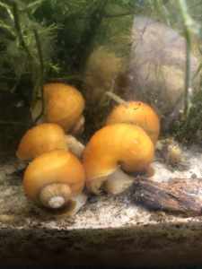 Yellow/gold/ Mystery/apple snails for aquarium