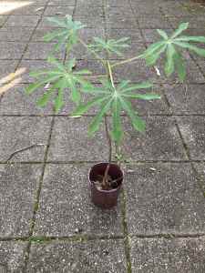Rare Manihot Grahamii plant 10cm pot