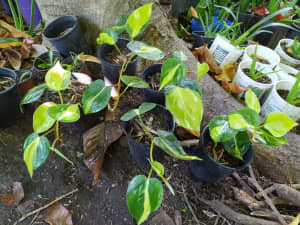 philodendron brasil plant variegated Heartleaf plant indoor outdoor