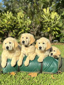 Golden retriever Pups