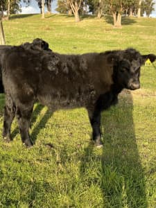 5 angus Murray grey beef calves