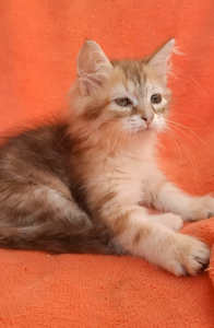 Purebred Siberian kitten