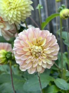 Rare beautiful coorabell Jessie and Vera’s Elma Dahlia plant in pots