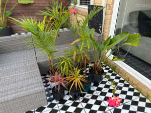 Assorted tropical plants in pots $60 the lot