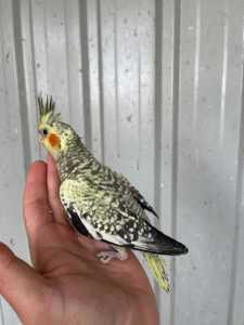 Baby Cockatiels - 6 weeks old - Semi Tamed - From $70 Each