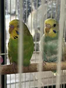Young Baby Budgies