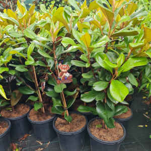 Magnolia Teddy Bear Evergreen Grandiflora Tree in 250mm pot
