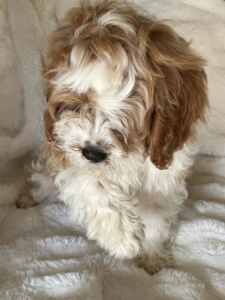 Stunning first generation Cavoodle/Theodore puppy