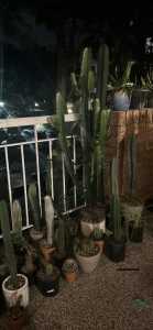 Assorted cacti for sale